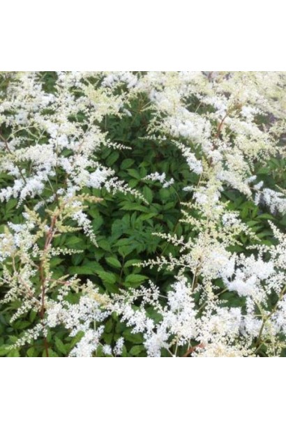 Астильба Арендса Браутшлеєр декор